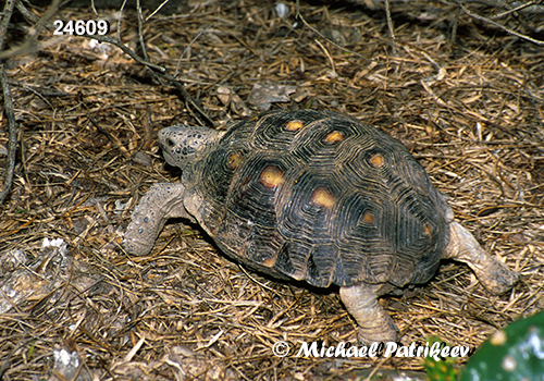 Texas Tortoise (Gopherus berlandieri)
